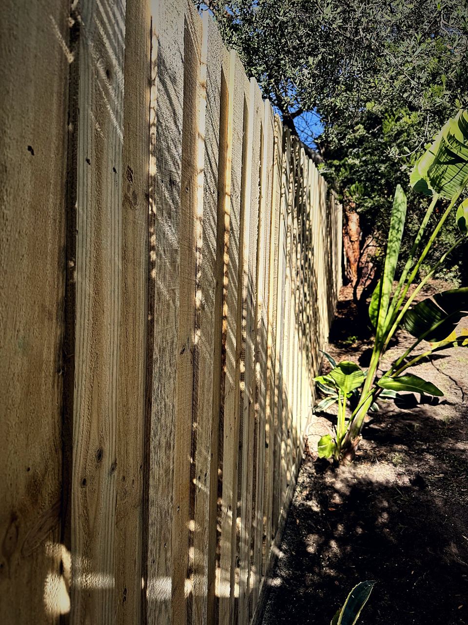 Long run of new timber paling fence